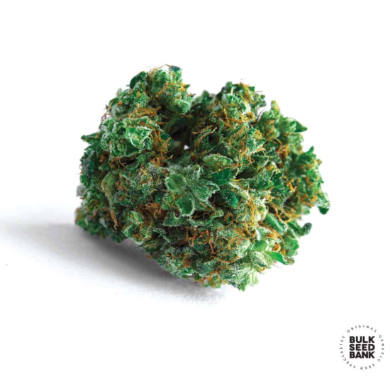 LIME SKUNK
